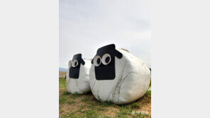 논으로 간 양[고양이 눈]