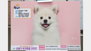 향단이의 가족이 되어 주세요 [청계천 옆 사진관]