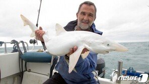 ‘내가 찐 백상아리’…희귀 루시즘 상어 영국해협서 잡혀