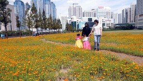 코스모스 꽃길 산책로