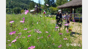 활짝 핀 코스모스