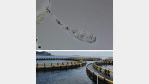 경남도 수산자원연구소, 국내 첫 참다랑어 수정란 생산