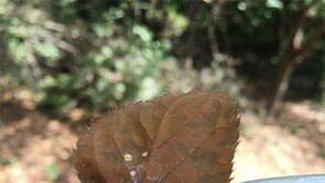 체포된 가을[고양이 눈]