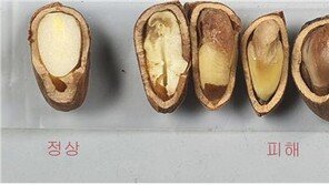 가평 잣 생산량 급감… 소나무허리노린재가 원인