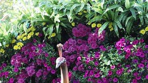 런웨이[고양이 눈]