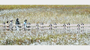 은빛 억새로 물든 대명유수지