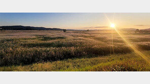 “노을과 억새, 코스모스… 백마강 가을정취 즐기세요”