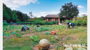 월미공원에 열린 대형 호박