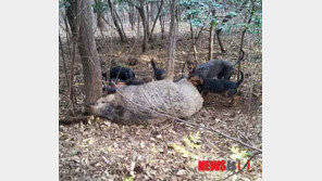 멧돼지 사냥하던 40대 엽사, 동료가 쏜 엽총 맞고 숨져