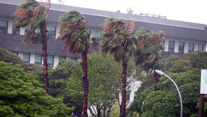 이국적 풍경 ‘워싱턴 야자’ 제주시 도심에서 사라지나