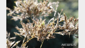 평생 한 번 보기 힘든 ‘신비의 대나무꽃’ 의령서 피어