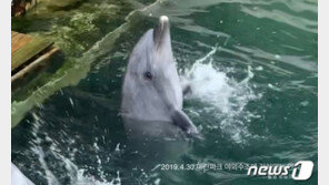 제주 돌고래쇼장서 이어지는 폐사…‘안덕이’도 죽었다