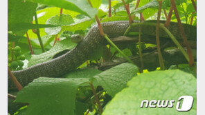 ‘멸종위기 2급’ 구렁이·올빼미·대흥란 가야산서 발견됐다