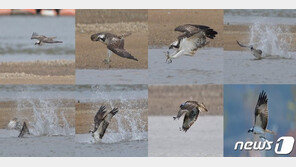 포항 형산강서 멸종위기 2급 ‘물수리’ 사냥 모습 포착