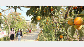 감나무 가로수 주렁주렁