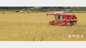 장성군 황금빛 들판