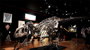경매에 부쳐지는 공룡 화석
