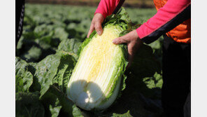 괴산절임배추, 10월 사전 예약 판매 시작