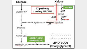 늘어나는 택배 박스, 미생물에게 주니 ‘바이오 디젤’ 변신