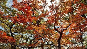 핼러윈·단풍·성탄절, 때마다 노심초사…“올해 기념일 잊어라”