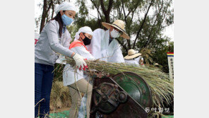 “옛날 벼 탈곡 이렇게 했대요”