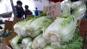 포기당 1만원 훌쩍 ‘금배추’ 김장철에도?…“11월께 값 내려갈 것”