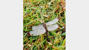 삶의 무게[고양이 눈]