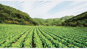 김치 맛이 제대로, 영덕 신선 절임배추