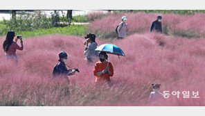 대저생태공원의 ‘핑크빛 향연’