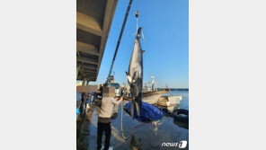 포항 앞바다에서 5.5m 밍크고래 혼획…5400여 만원에 위판