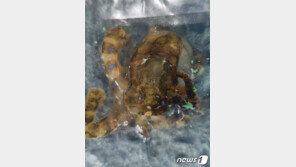 ‘청산가리 10배’ 맹독 파란고리문어 울산 앞바다서 또 포획