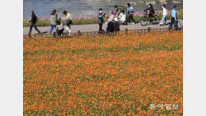 황룡강 옆 코스모스 길