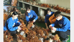 bhc 치킨 ‘해바라기 봉사단’, 여주 버섯 농가에서  봉사 활동