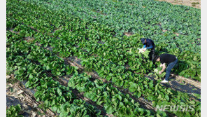 김장철 앞두고 농산물값 7.1%↑…생산자물가 4개월째 상승