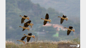 10월 겨울철새 57만마리 도래…조류인플루엔자 예찰 강화