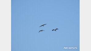 순천만에 흑두루미 3마리 올해 첫 도래