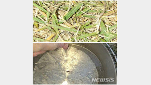 서울 첫 서리에 첫 얼음…모두 지난해·평년보다 빨라