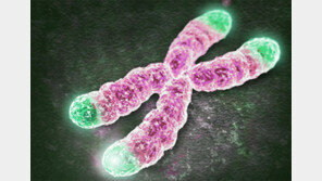 20년 젊어지는 치료제 나왔다?