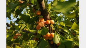 샛노란 가을의 정취…‘가을 불청객’ 은행 악취, 어쩌나