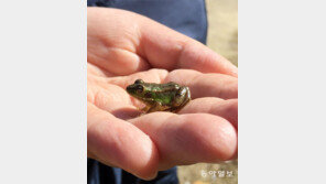 겨울잠 안 잘래요[고양이 눈]