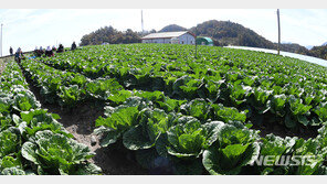 올해 김장비용 10월말 33만→12월 29만…“늦게 할수록 싸다”