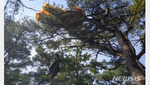 구례서 패러글라이더 나무에 걸려…1명 병원으로 이송