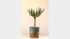 줄서야 사는 화분