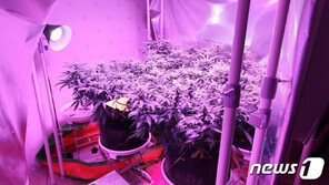 ‘대마’ 취해 포르쉐 몰다 9중추돌 40대…올 검거된 마약사범 8639명