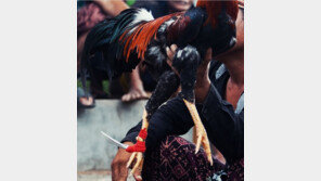 불법 투계장 단속하던 경찰, 싸움닭 칼에 베여 사망