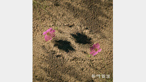 귀향[고양이 눈]