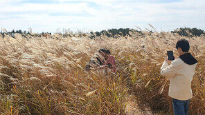 가을옷 입은 갈대숲