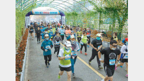양구 한반도섬 마라톤대회 성황