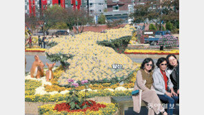 양산국화축제 개막