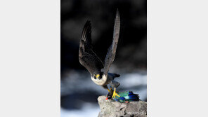 멸종위기 1급 ‘매’ 18쌍, 제주 해안절벽 서식 확인